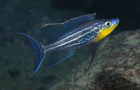 Creating a New Protected Area for Endemic Cichlid Conservation in Lake  Tanganyika, Tanzania.