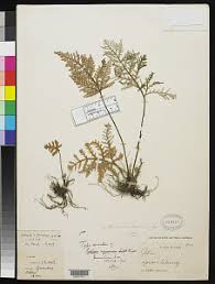 Image result for Aleuritopteris welwitschii