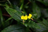 Image result for Aneilema aequinoctiale