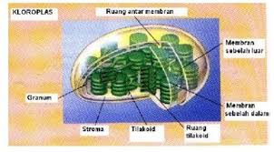 Tumbuhan dengan kandungan substrat yang rendah akan melakukan respirasi dengan laju yang rendah pula. Reaksi Fotosintesis Pengertian Contoh Rumus Dan Hasil