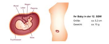 12 Ssw Schwangerschaftswoche Mutter Bauch Baby In 12 Ssw