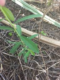 Image result for Phyllanthus maderaspatensis