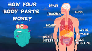 What are the different parts of the human body and what are their functions? How Do Your Body Parts Work Non Stop Episodes The Dr Binocs Show Peekaboo Kidz Youtube