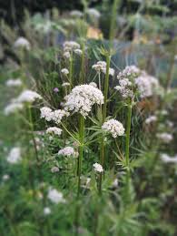 Image result for Valeriana