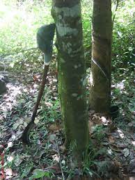 Tapai daun getah mak uteh hq, labis. Daun Getah In English