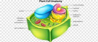The golgi apparatus, also known as the golgi complex, golgi body, or simply the golgi, is an organelle found in most eukaryotic cells. Plant Cell Cel Lula Animal Plant Biology Cell Anatomy Png Pngwing