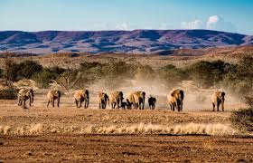 Check spelling or type a new query. Namib Desert And Etosha National Park Camping Safari Trip Ways