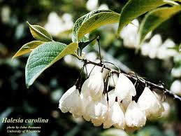 Image result for Halesia