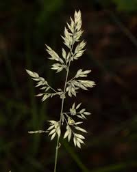 Image result for Holcus lanatus