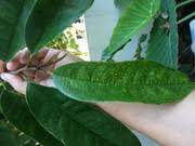 Image result for Pentadiplandra brazzeana