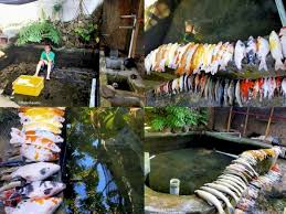 Ikan gabus di dunia ikan hias tidak kalah dengan ikan hias lainnya. Apes Gara Gara Lupa Nyalakan Pompa Air Puluhan Ikan Hias Mahal Pria Ini Mati Sia Sia Indozone Id
