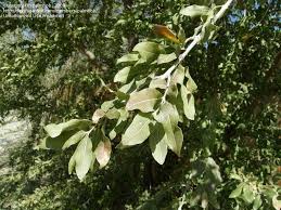 Image result for Combretum imberbe