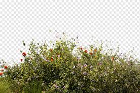 Assorted Color Flowers Lot Wildflower Desktop Bush Leaf Grass Flower Png Pngwing Over 200 angles available for each 3d object, rotate and download.