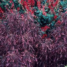Image result for Acalypha glabrata