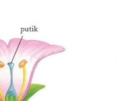 Merupakan bagian bunga yang mempunyai bentuk paling indah karena memiliki warna tertentu. 10 Struktur Dan Bagian Bagian Bunga Terlengkap Dengan Penjelasan