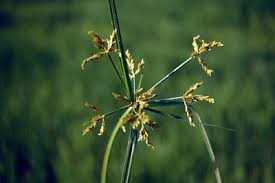 Image result for Cyperus kirkii