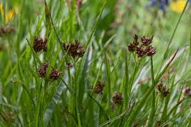 Image result for Luzula multiflora