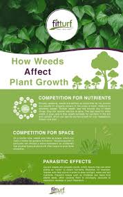 Check spelling or type a new query. How Weeds Affect Plant Growth Fit Turf