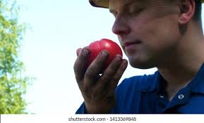 Farmer Fork Isolated: Over 899 Royalty-Free Licensable Stock Photos