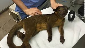 He owns panhandle exotics, a pet store in pensacola, florida. Exotic Animal Found On Sleeping Woman S Chest Cnn