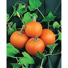 At little pumpkin seed boutique we understand that and want to help make parents job a little easier with a source that you can trust. Wee B Little Pumpkin Seeds Ne Seed
