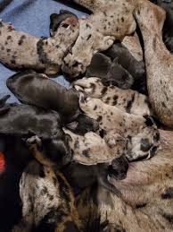 I have three available puppies. Great Dane Puppies For Sale Grass Lake Mi 325965