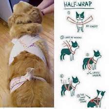 Pin On Doggy Life