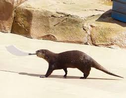 An Otter With A Cutlass Your Argument Is Invalid Cute Animals Otters Animals