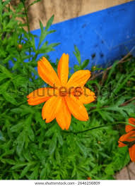 Image result for Anisopappus chinensis