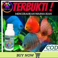Biasanya jenis ikan hias akuarium merupakan ikan ramah lingkungan yang hidupnya di air tawar dimana tujuan dari pemeliharaan ikan ini sebagai hiasan atau memperindah ruang dan bukan untuk. Vitamin Ikan Arwana Hias Aquarium Obat Pertumbuhan Pakan Ikan Vitamin Ikan Air Tawar Peredator M06 Shopee Indonesia