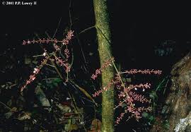 Image result for Macphersonia