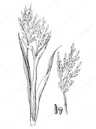 Una receta de cocina fácil de hacer y donde sorprenderás a los tuyos. áˆ Plantas De Arroz Para Colorear Vectores De Stock Ilustraciones Planta Arroz Descargar En Depositphotos
