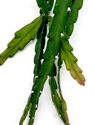 Image result for Kyphocarpa cruciata