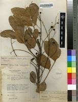 Image result for Quassia undulata