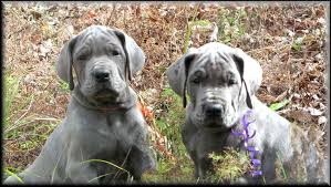 Father very large 1.03m from the shoulder. Great Dane Puppies For Sale In Ohio All You Need Infos