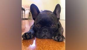 Dogs are a new feature in jailbreak, added in the release of season 2: French Bulldog Cooper Believed Stolen From Inside Auckland Home Newshub