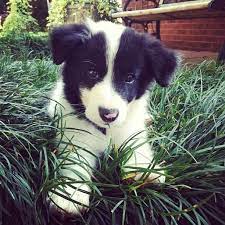 Pin By Tricia Solinger On Pets And Pets Collie Puppies Border Collie Puppies Cute Dogs