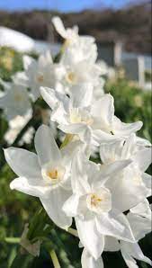 Narcissus Flower Narcissus Flower Daffodil Flower Wholesale Flowers