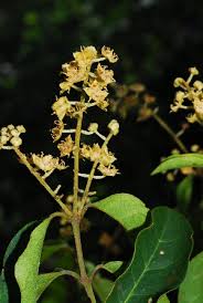 Image result for Combretum padoides