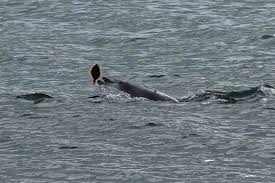 We're in scotland, in winter, being chucked in a loch. Scots Woman Captures Images Of Dolphins Hunting And Playing