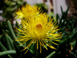 Image result for Hereroa