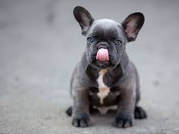 The cheapest offer starts at £250. Our Breeding French Bulldog Breed