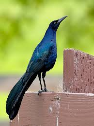 Image result for Warneckea walikalensis