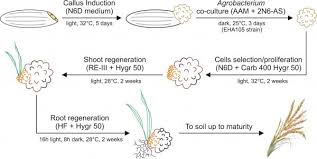 Effect Of Various Elicitors On The Production Of 4-Ipomeanol From... |  Download Table