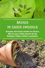 Ameisen Im Garten Umsiedeln Ameisen Im Garten Ameisen Garten