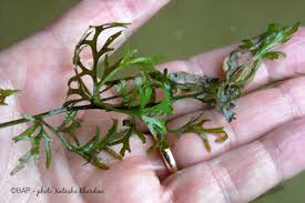 Image result for Ceratopteris thalictroides