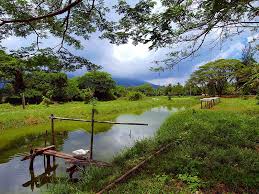 Advocate & solicitor / para legal messrs. Idyllic Yan A Photo From Kedah West Trekearth