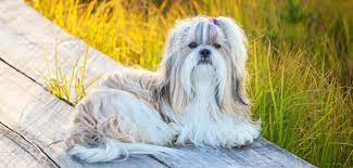 Maybe you would like to learn more about one of these? Shih Tzu Steckbrief Charakter Pflege Haltung