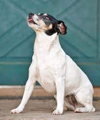 Rat Terrier Dog Breed Information