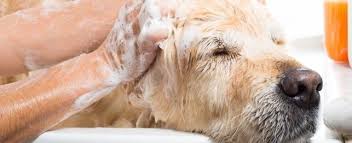 Can I Wash My Dog With Human Shampoo Flea Shampoo For Cats Dogs Top Dog Breeds